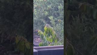 Yellowvented Bulbul perched  Pycnonotus goiavier  Birding Borneo 🇲🇾 [upl. by Shurwood]