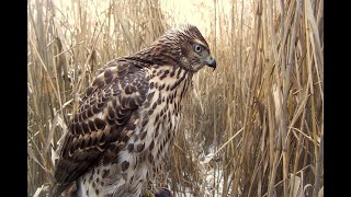 Falconry fall migration and trapping hawks and falcons [upl. by Aneeled282]