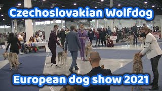 Czechoslovakian Wolfdog European dog show 2021 [upl. by Kwasi]