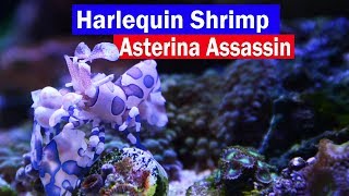 Harlequin Shrimp Asterina Starfish Eating Reef Tank Assassin Control those little white starfish [upl. by Alegnaed648]