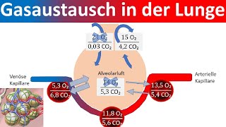 Gasaustausch in der Lunge  Äußere Atmung Biologie Oberstufe [upl. by Ahsitra]