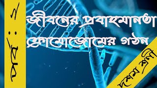 ক্রোমোজোমের গঠনPart2Structure of Chromosomeদশম শ্রেণিজীবনের প্রবাহমানতাRaju sir [upl. by Drawdesemaj]