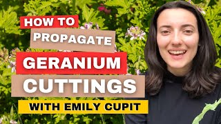 How To Propagate Geranium Cuttings Takes Less Than 1 Minute [upl. by Ardrey]