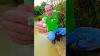 Sneezewort achillea ptarmica foraging herbs ediblegarden permaculture adventure ideas [upl. by Garin]