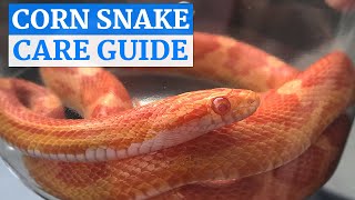 Corn Snake InDepth Care Video [upl. by Jane]