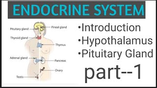 The Endocrine System Anatomy ampPhysiology  part1 [upl. by Yehus12]