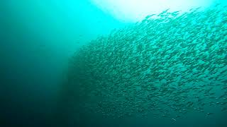 School of Longjawed Mackerel [upl. by Divan]