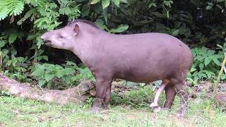 2017040911 【南美貘South American Tapir】玻利維亞馬迪迪國家公園Madidi National ParkBolivia [upl. by Inalel168]