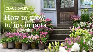 How to grow tulips in pots [upl. by Brill]