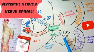 ADMITERE MEDICINA SISTEMUL NERVOS 7 MADUVA SPINARII  Nervii spinali [upl. by Nollie]