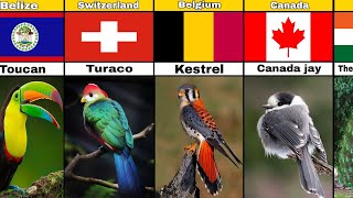 quotNational Birds of Countries A Comparison and Contrastsquot [upl. by Naoj504]