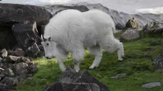 Mountain goats at the Oregon Zoo [upl. by Nos996]