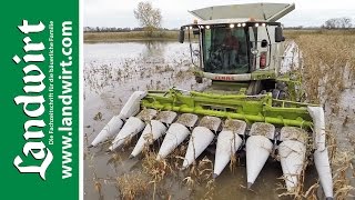 Maisernte im Schlamm mit Claas Lexion 760 Terra Trac  landwirtcom [upl. by Neerroc]