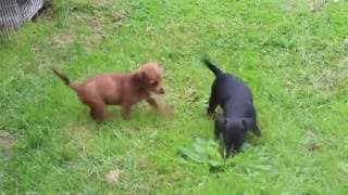 Doxiepoo Puppies For Sale [upl. by Netfa]