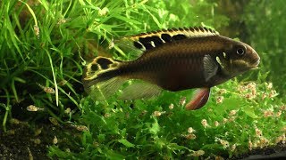 Kribensis  Pelvicachromis pulcher [upl. by Yldarb330]