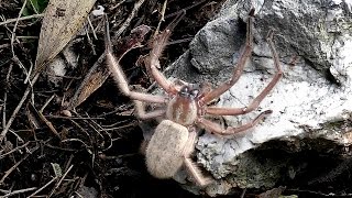 One of Australias Largest Huntsman Spiders [upl. by Baily254]