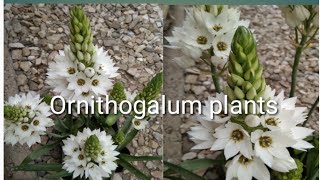 How to grow n care of Ornithogalum plantsChincherincheeOrnithoqalum youtubeshorts shortvideo [upl. by Luis]