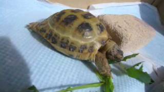 Re russian tortoise feeding [upl. by Erl]