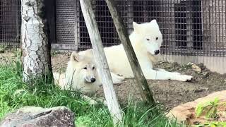 Arctic wolf 幻の白いオオカミ ホッキョクオオカミの親子展示 那須どうぶつ王国にて 2024年9月22日 [upl. by Assiralc]