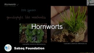 Hornworts Biology Lecture  Sabaqpk [upl. by Gilbert]