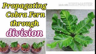 Cobra Fern propagation and care tips [upl. by Glynis]