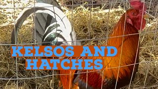 McLean Hatches Yellow leg hatches Cecil Davis Kelso gamefowl [upl. by Abad]