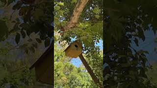 beautiful birds nest swinging on the tree bird tree forest nest house woodland animal cute [upl. by Able]