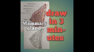 diagrammatic sectional view of mammary gland how to draw mammary gland bio trick class 10th and 12 [upl. by Aisile627]