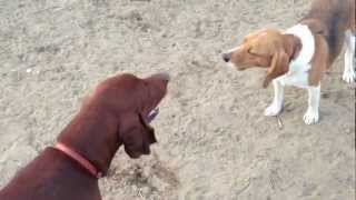 Vince the Beagle Vs CoonHound in howl off [upl. by Ahsiek150]