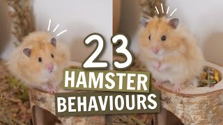 23 Hamster Behaviours 🐹 [upl. by Darryl]