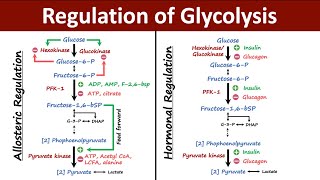 Regulation of Glycolysis  Allosteric vs Hormonal Regulation of Glycolysis  Biochemistry [upl. by Palmer891]