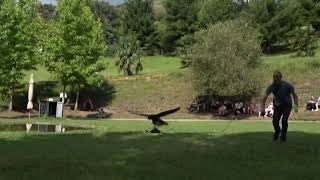 Maravillosa exhibicion de vuelo de Halcon Peregrino con Miguel en Parque de Cabarceno [upl. by Maice]