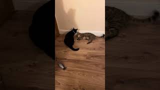 Cats Frankie and Bengal Benny play fighting [upl. by Nauqel]