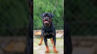 Serbia 🇷🇸 imported Big size Rottweiler 😨 ❤️ rottweilerpuppy shorts [upl. by Ardnola]