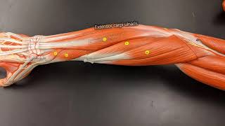 Muscles of the Forearm [upl. by Volotta11]