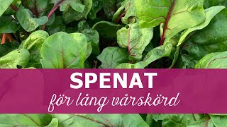 Spenat för lång vårskörd [upl. by Annirac]