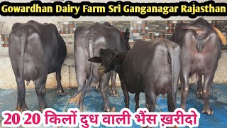 📱8302966161 आज खरीदो 20 20 किलों दुध वाली भैंसें 👌 8 भैंस बिकाऊ Gowardhan Dairy Farm Sri Ganganagar [upl. by Talie]