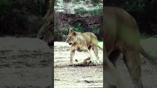 Funny Lion Cubs Growling While Playing With Its Mother SAFARI  Kambula Lions Pride [upl. by Samantha92]