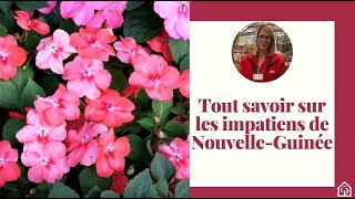 Tout savoir sur les impatiens de Nouvelle Guinée ❤ [upl. by Arbuckle]