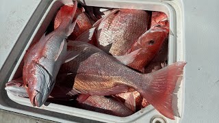 Filling the Fish Box With Giant Red Snapper [upl. by Iret391]