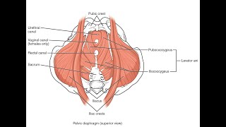 Muscles that make up the Urogenital diaphragm and Pelvic diaphragm [upl. by Selwyn]