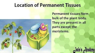 What is permanent tissue location of permanent tissue Characteristics function Simple permanent [upl. by Bravar733]