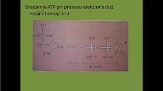 Respiratorni niz i oksidativna fosforilacija [upl. by Asilad]