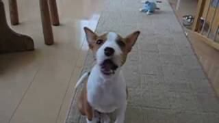 basenji puppy training [upl. by Harat]