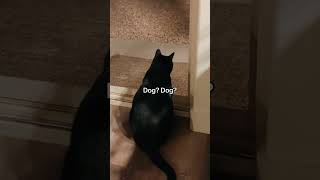 This Cat Calls Their Dog To Come Inside 😂👏 [upl. by Chuah]