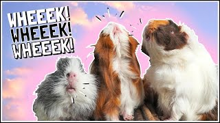 How to Train your Guinea Pigs to SQUEAK [upl. by Nirtak491]