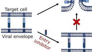 Virus Fusion Inhibitors  Virus Entry inhibitor Drugs or Agents [upl. by Zielsdorf]