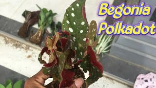 Begonia Polkadot [upl. by Swithbert]