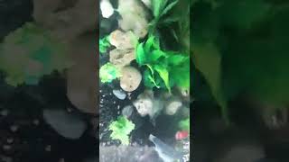 Colourful tetra fishfish viralvideo shortvideo colors [upl. by Arret571]