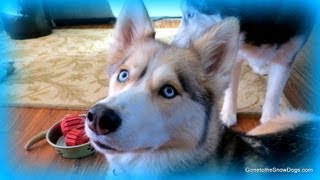 Are Shelby and Oakley Okay Is owning a Dog worth it FAN FRIDAY 89 [upl. by Llen]